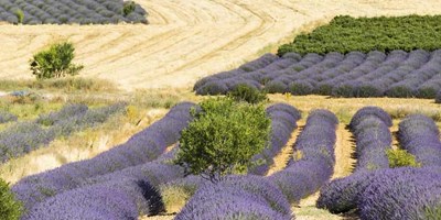 Keçiborlu'nun lavanta tarlaları