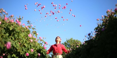 Bastona gizlenen fidandan "dünyanın gül bahçesi"ne uzanan serüven 