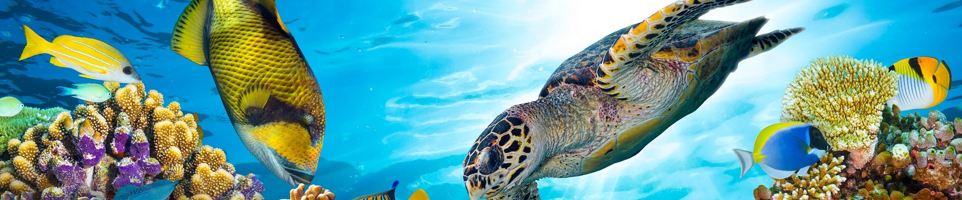 derin-maviliklerin-buyusu-magic-of-the-big-blue