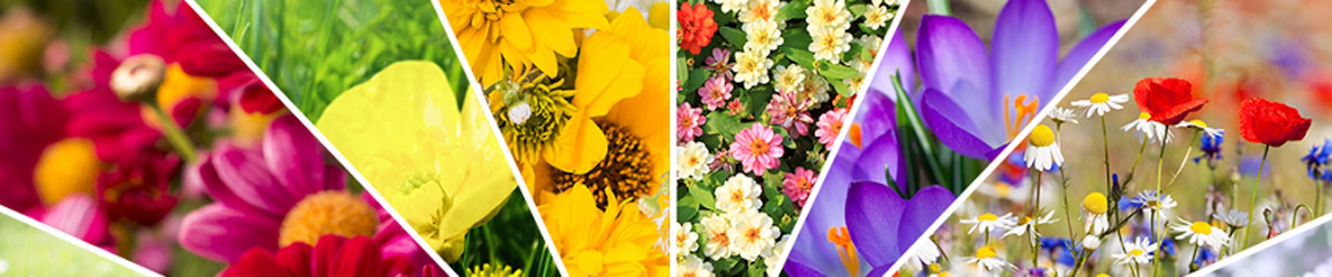 nevruz-bayrami-kutlamalari