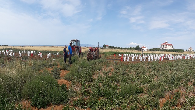 kktc-patatesi-gubretas-ile-bereketlendi