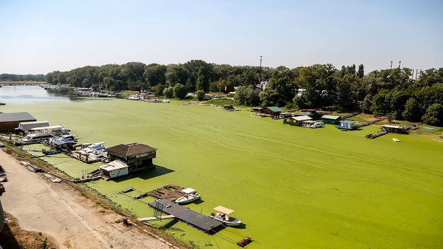 sirbistanda-sava-nehri-alg-patlamasi-nedeniyle-renk-degistirdi