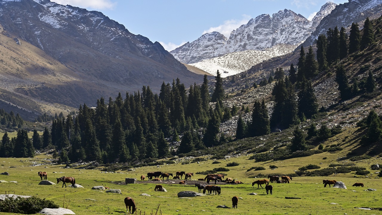 kirgizistanin-yaylalari-ve-yilki-atlari-kirgizlarin-vazgecilmezleri-arasinda