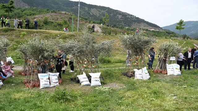 tika-arnavutlukta-ihtiyac-sahibi-ailelere-zeytin-fidani-hibe-etti
