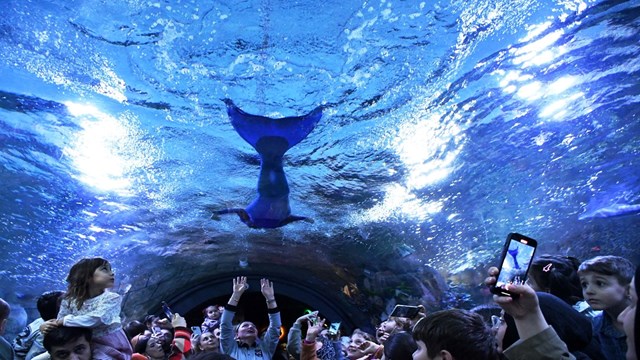 masallar-trabzon-akvaryum-da-canlandi