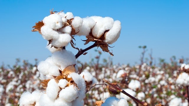 ozbekistanda-pamuk-hasadi-mevsimi-bereketli-basladi
