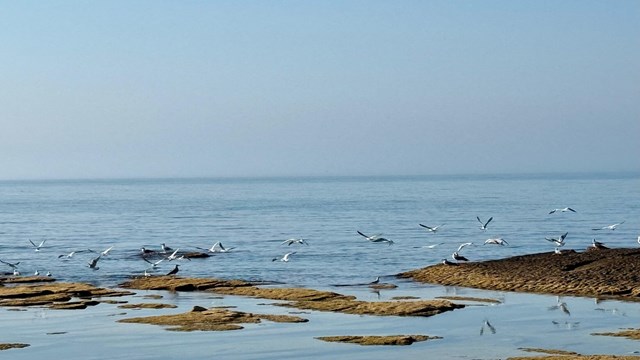 kazakistanda-hazar-denizinin-biyocesitliligi-ve-cevresel-sorunlarina-dair-endi