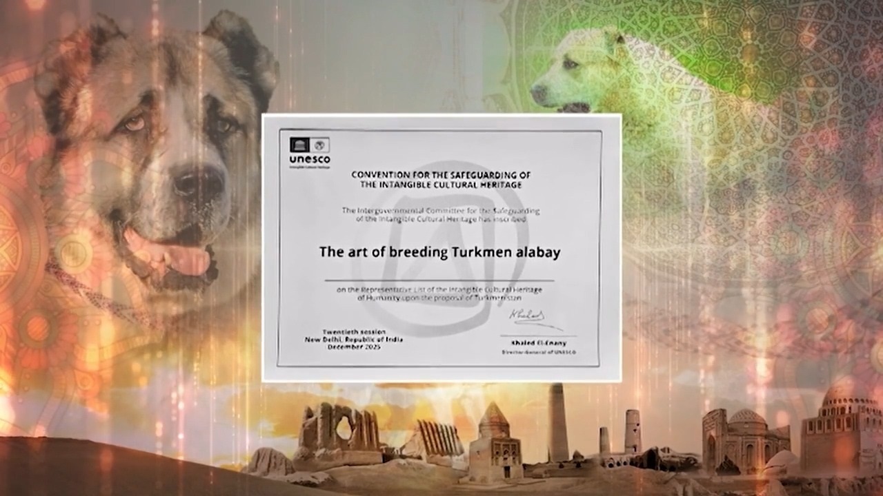 turkmenistanin-alabay-kopekleri-unesco-kulturel-miras-listesi-ne-girdi