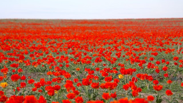 kazakistan-da-koruma-altindaki-bozkir-laleleri-dogayi-kirmiziya-boyadi