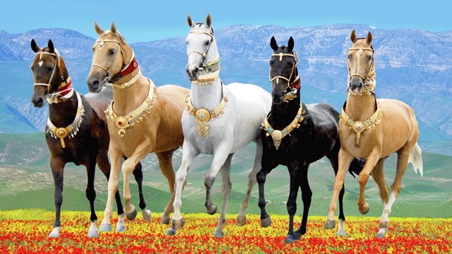 aygitli-isimli-at-dunya-sampiyonu-oldu-dogu-nun-incisi-secildi