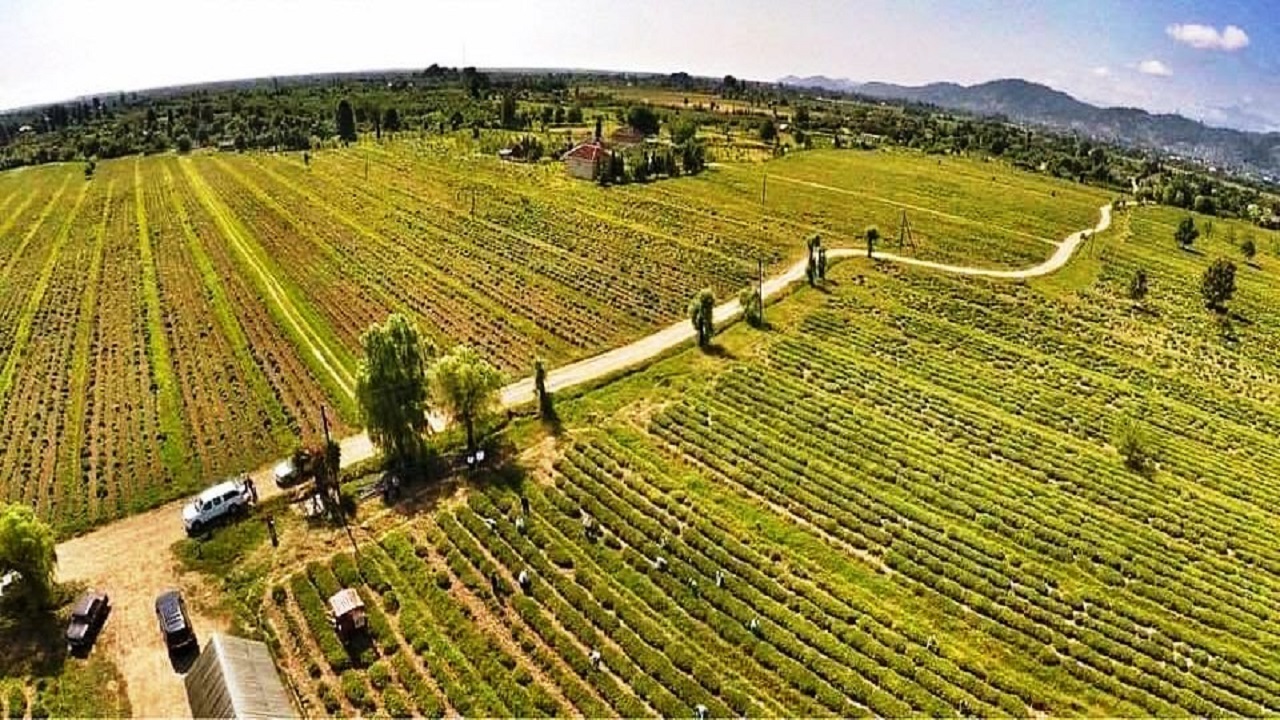 rize-ticaret-odasi-azerbaycanin-luks-cay-modelini-mercek-altina-aldi